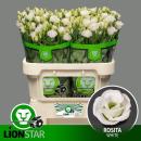 Lysianthus, weiß -1 Stiel